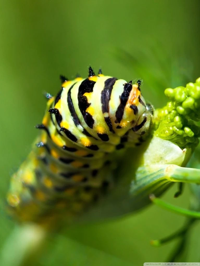Caterpillar HD Desktop Wallpapers : High Definition : Fullscreen ...