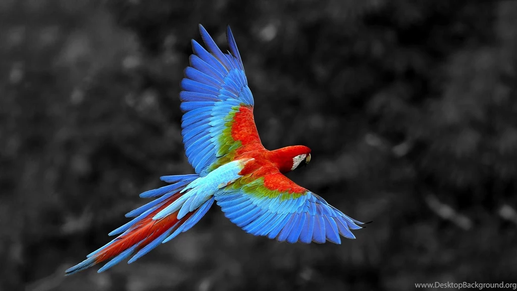 Parrot Wallpaper Animals.jpg