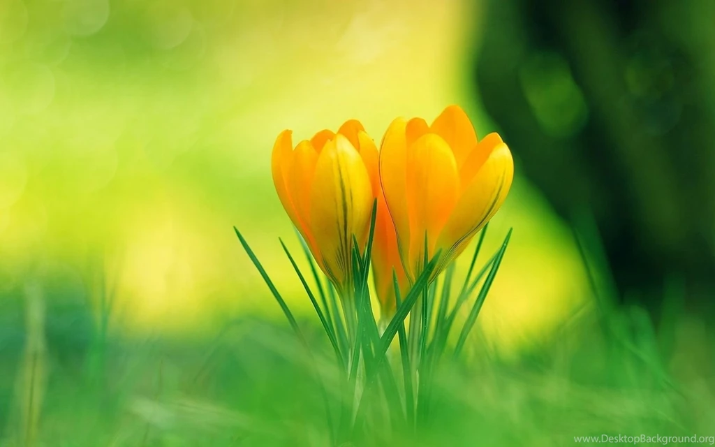 1680x1050 Yellow Crocus Hd Wallpapers