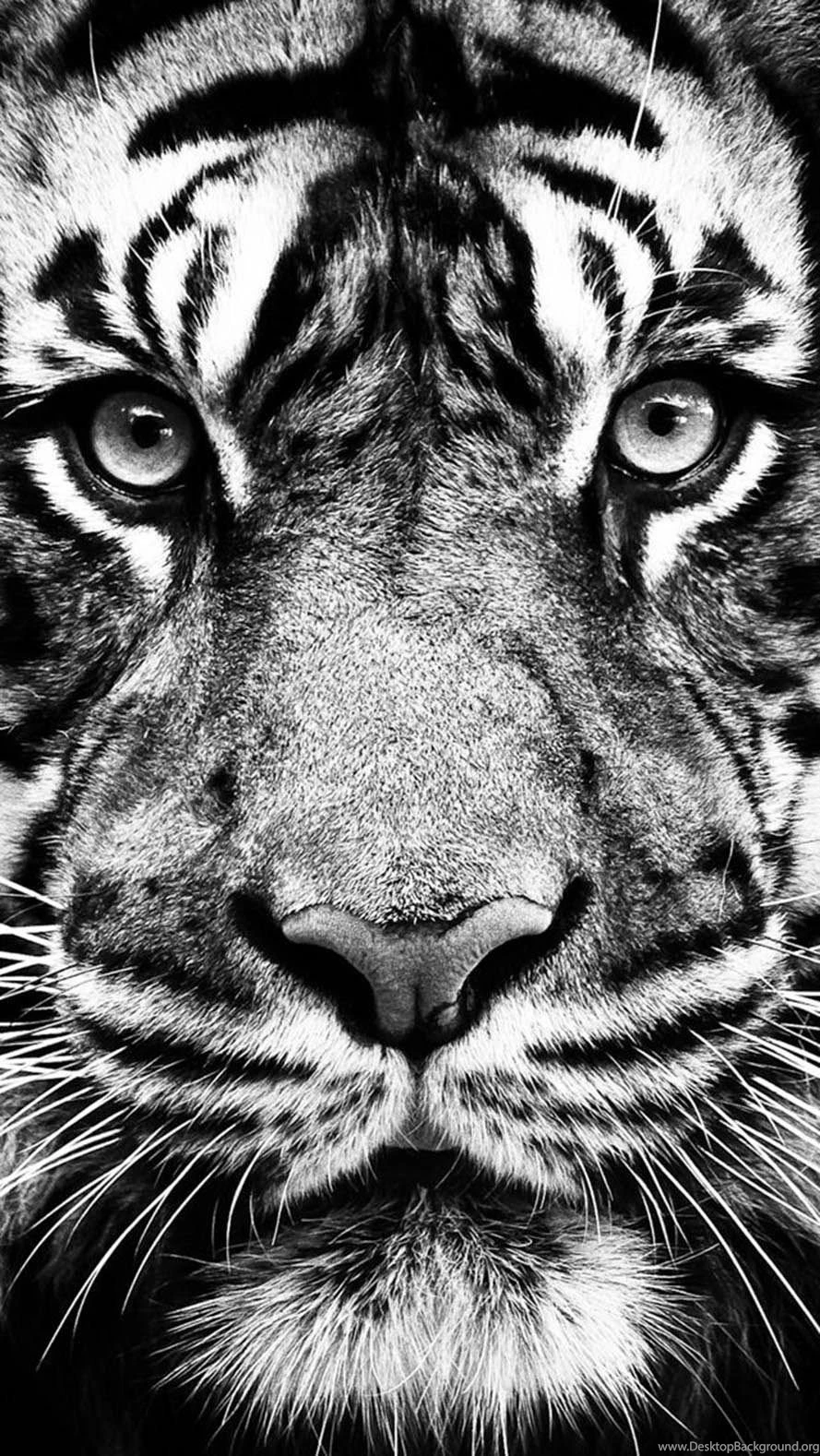 IPHONE 5S WALLPAPER TUMBLR WF1018