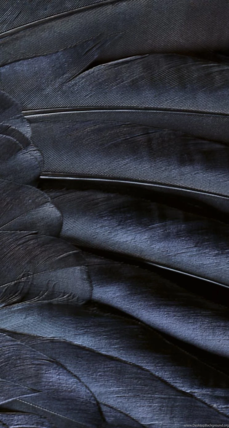 Pattern Feather Black Cool IOS9
