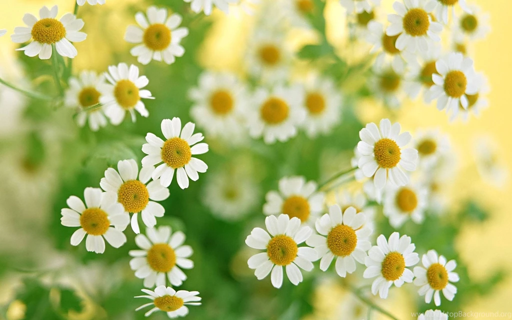 HD white flowers wallpaper.jpg