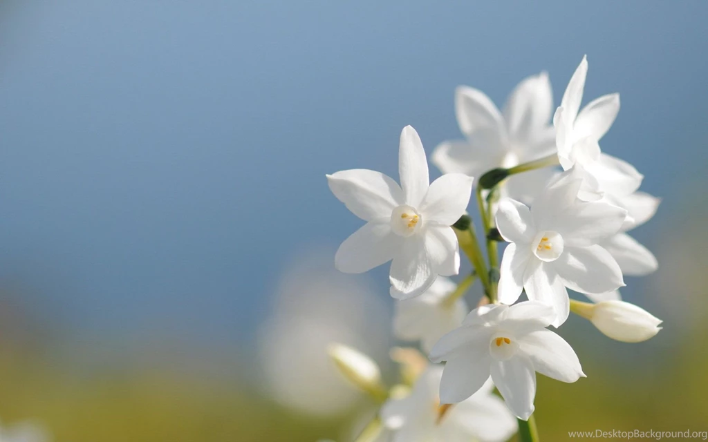 White Flowers.jpg