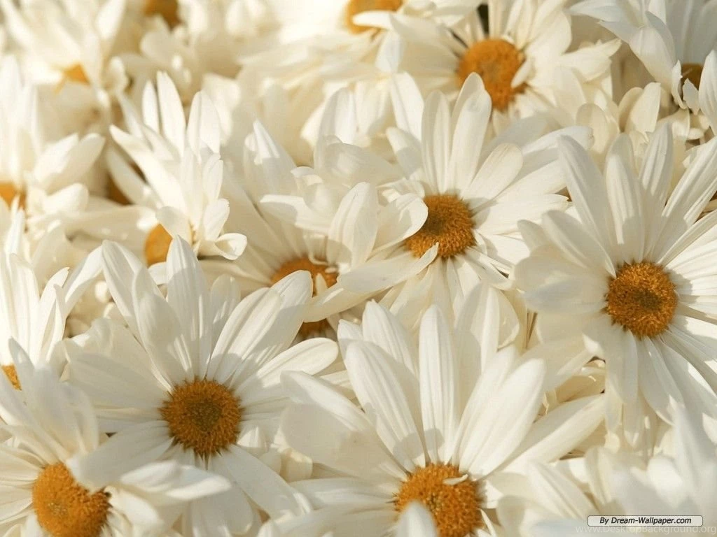 Free Wallpapers   Free Flower Wallpapers   White Flowers 1 Wallpapers ...