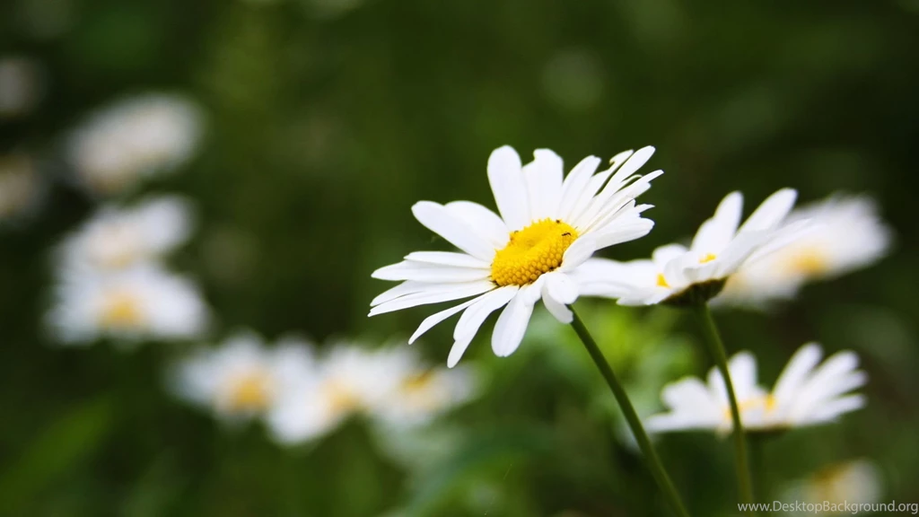 White Flowers Images And Wallpapers Download