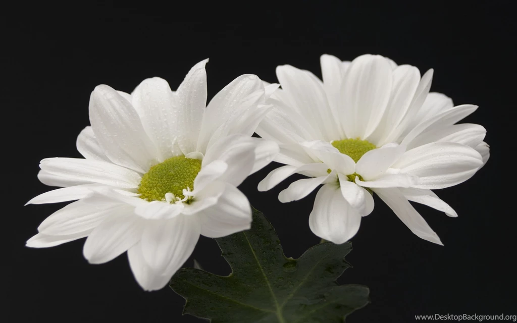 Gallery For   Beautiful White Flowers Wallpapers