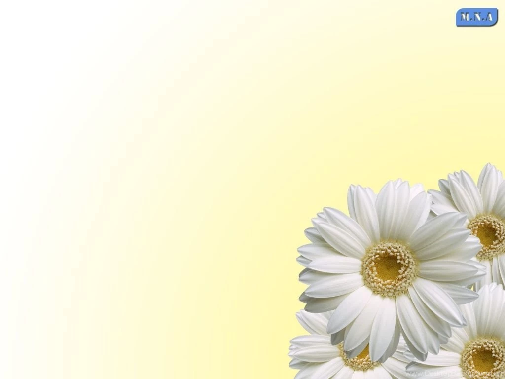 Gallery For   Fresh Flowers Wallpapers