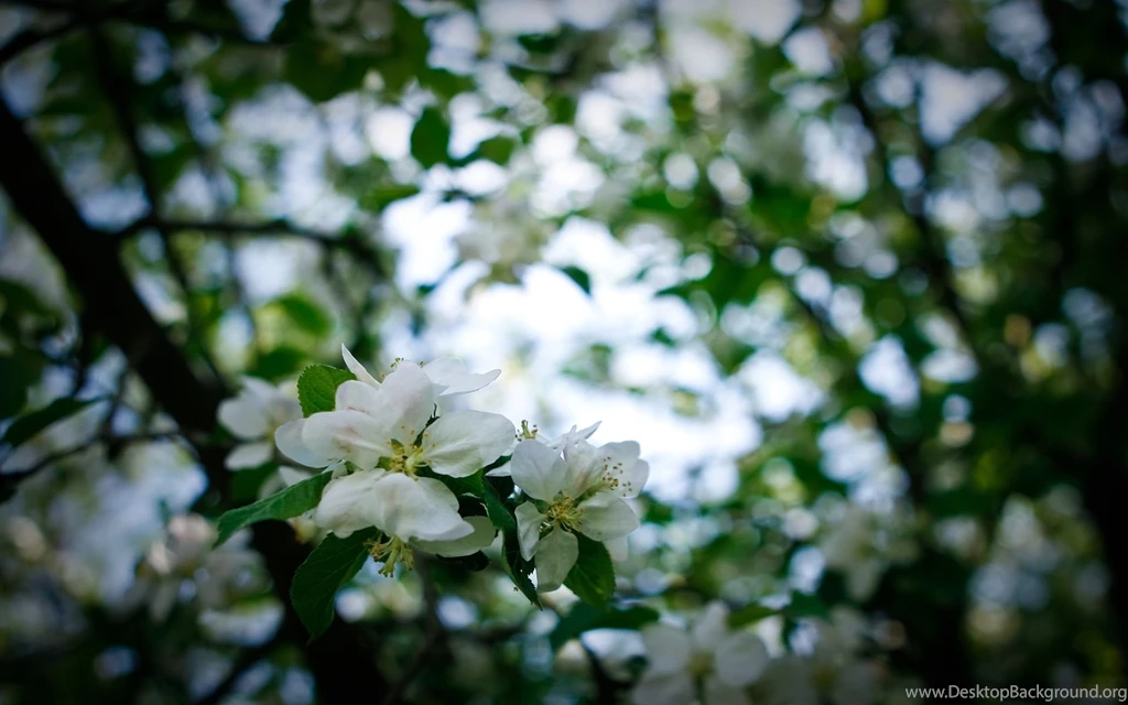 White Flowers Wallpapers