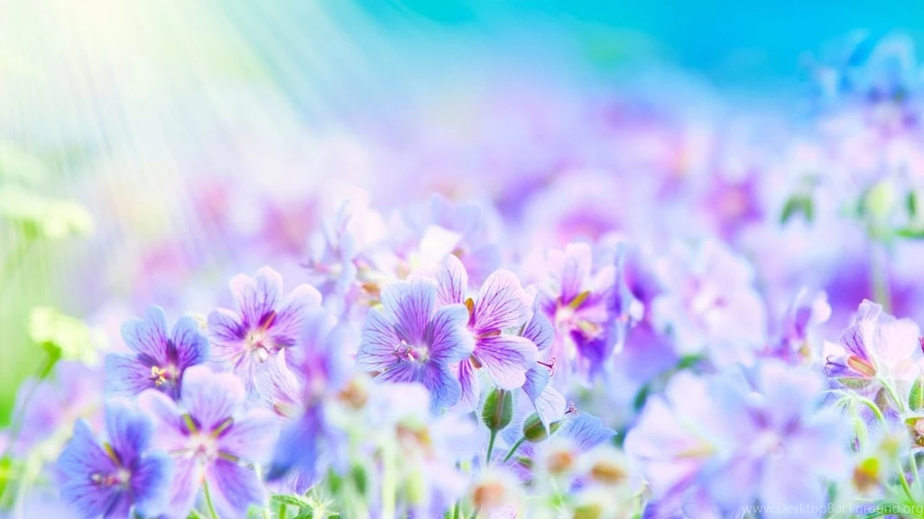 1366x768 Purple White Flowers Wallpapers