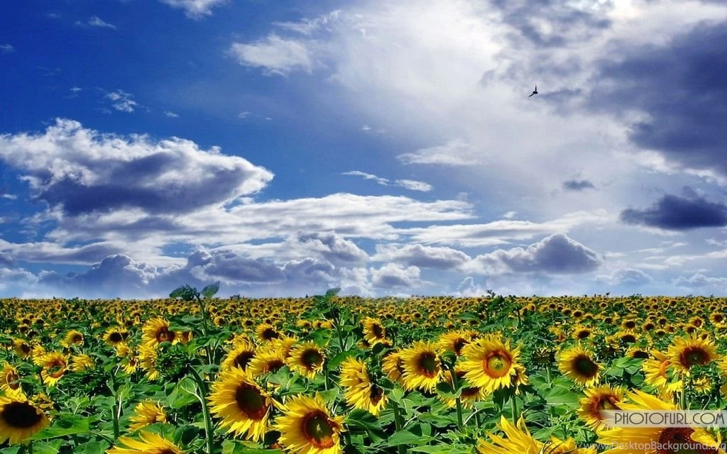 Sunflower Wallpapers For Desktop Backgrounds