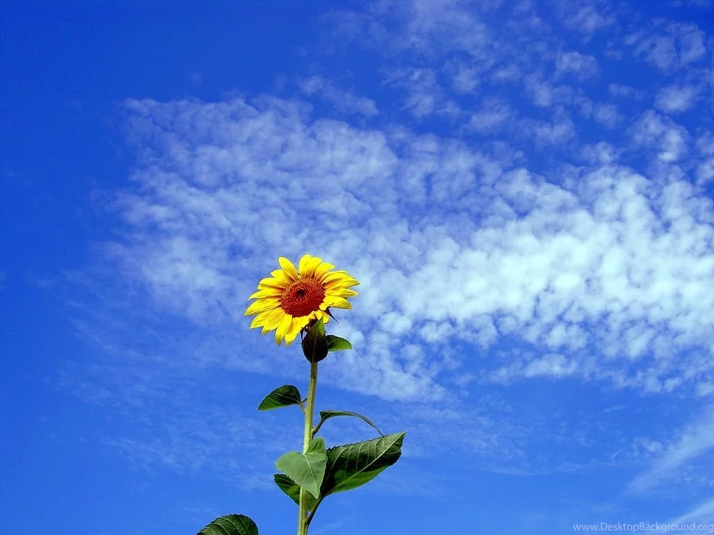 Sun Flower Sunflower Desktop Backgrounds   Your HD Wallpapers
