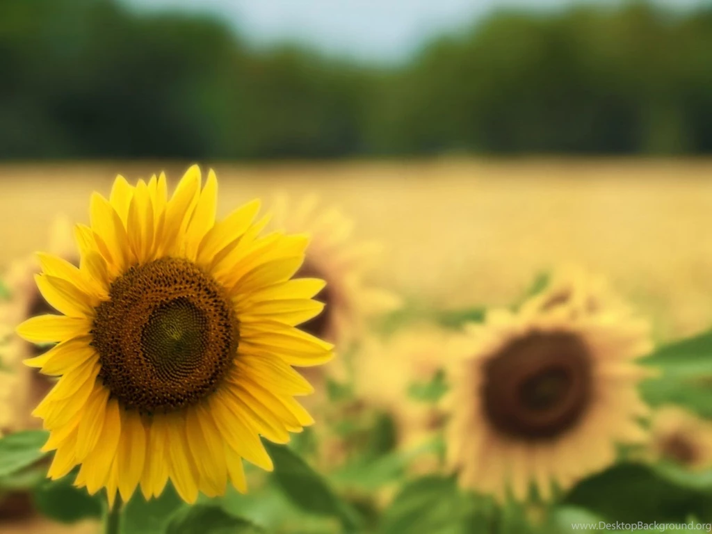 Gallery For Sunflower Desktop Wallpapers Mac