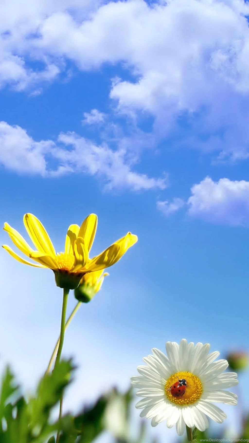 Wallpapers For Galaxy   Daisy Flower Galaxy S4 Wallaper