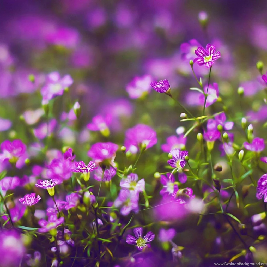 Purple Flowers Hd Nature Plant / HD iPad Wallpapers