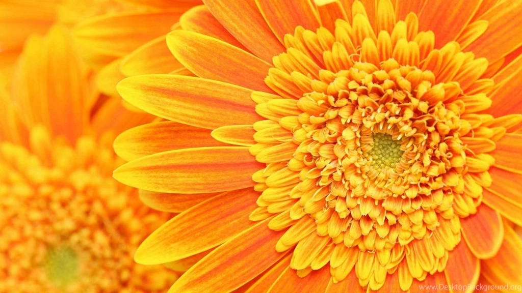 1600x900 Orange Flower Backgrounds Wallpapers