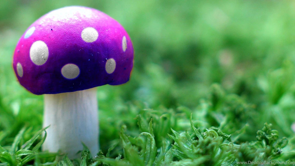 Mushroom Poison Shroom Hd Wallpapers (