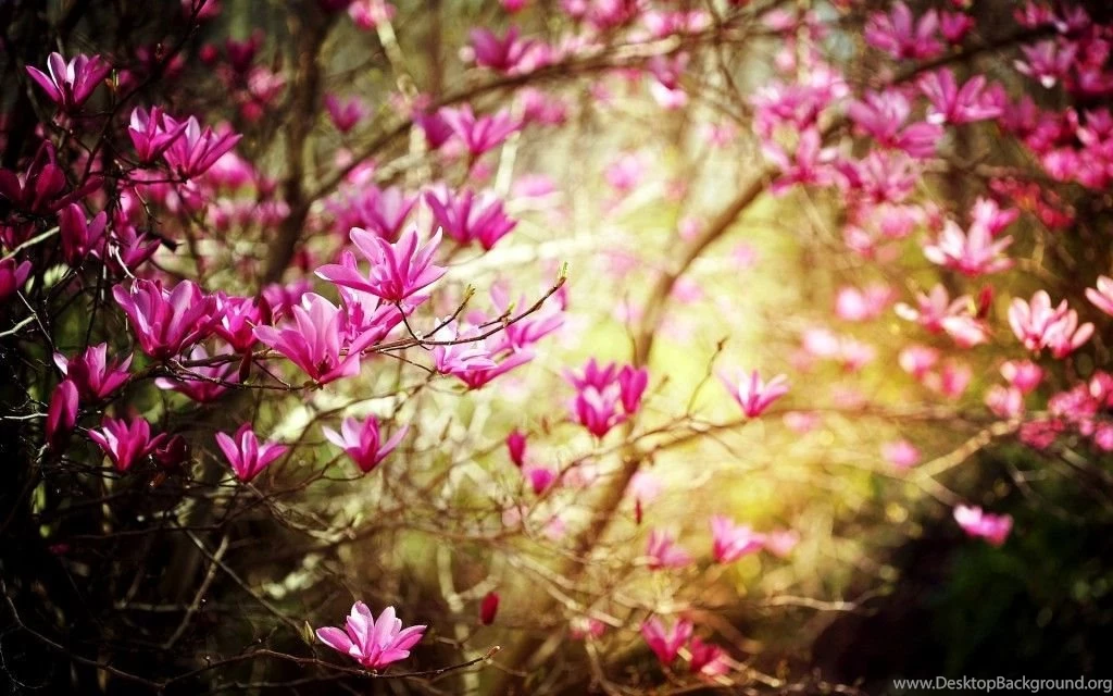 Spring Flowers Computer Wallpapers Free