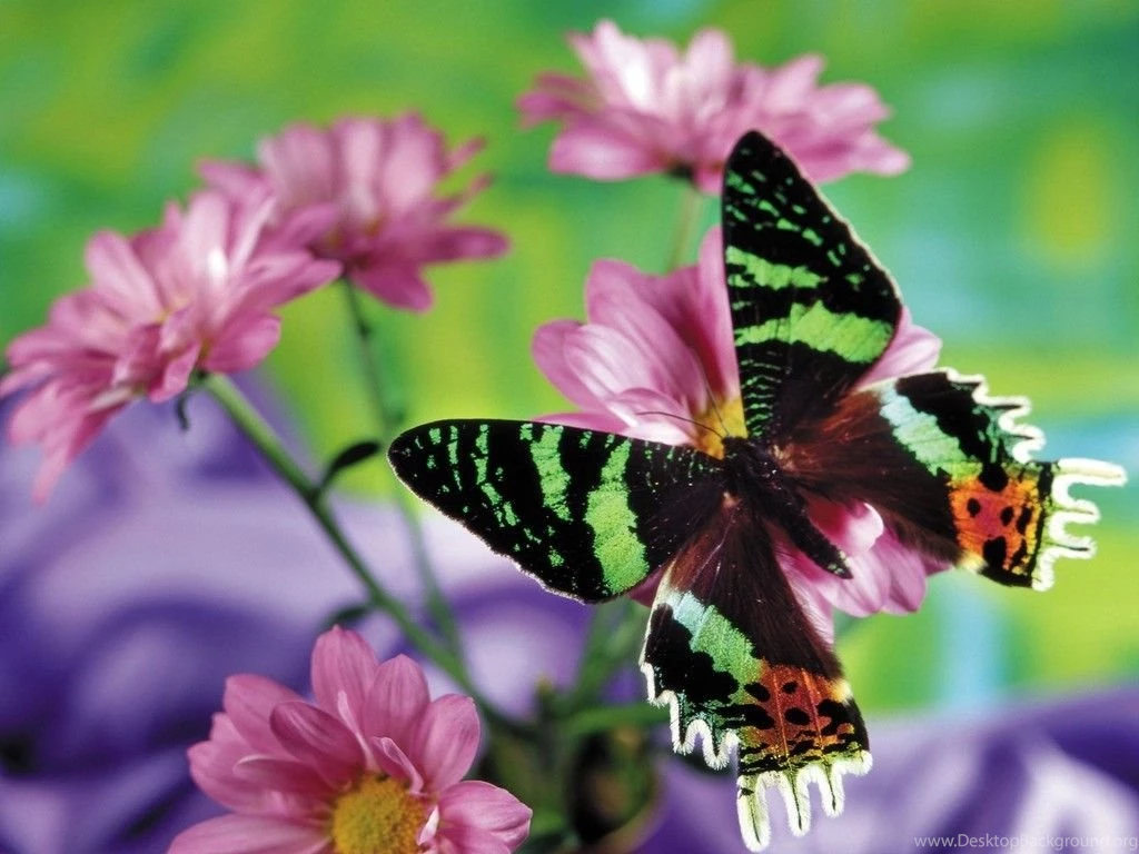 Free Butterfly Wallpapers Download ~ Toptenpack.com