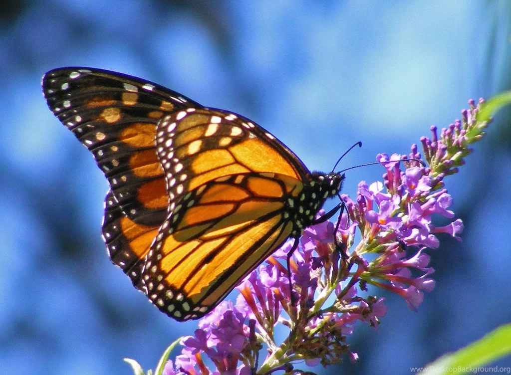 Butterfly On Flower Wallpapers Computer