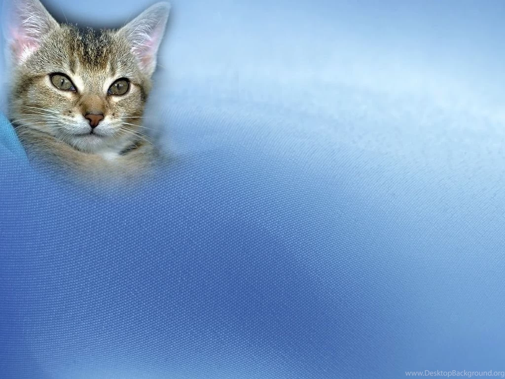 Free Big Cat Backgrounds For PowerPoint Animal PPT Templates