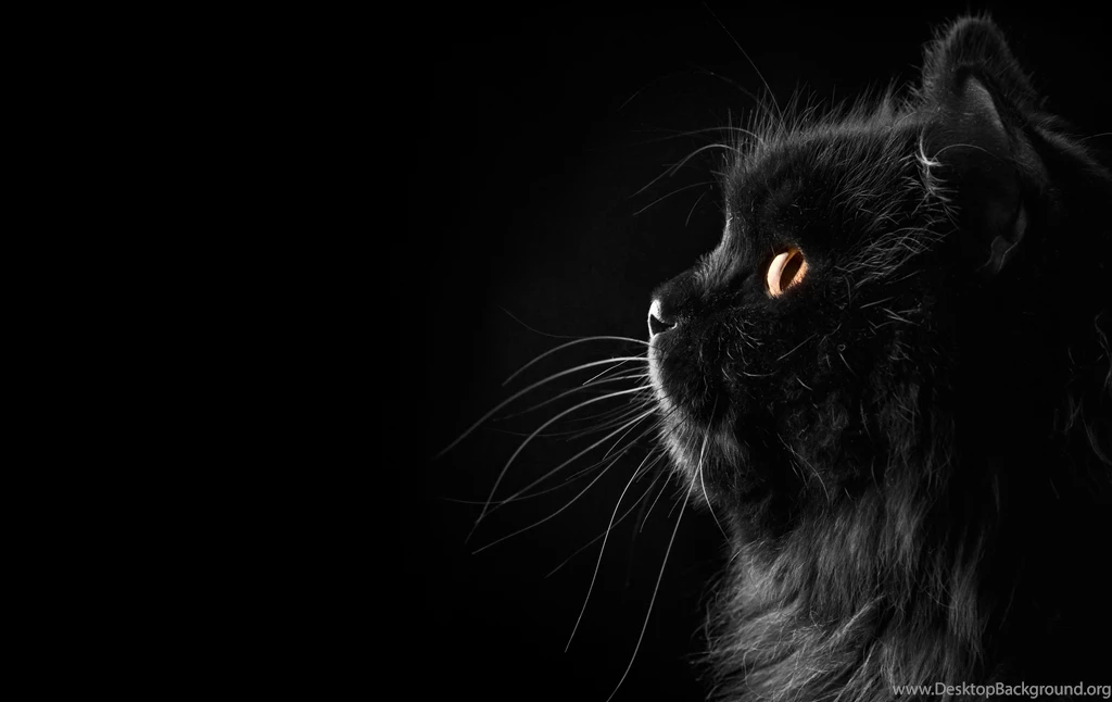 Fluffy Black Cat On A Black Backgrounds Wallpapers And Images ...