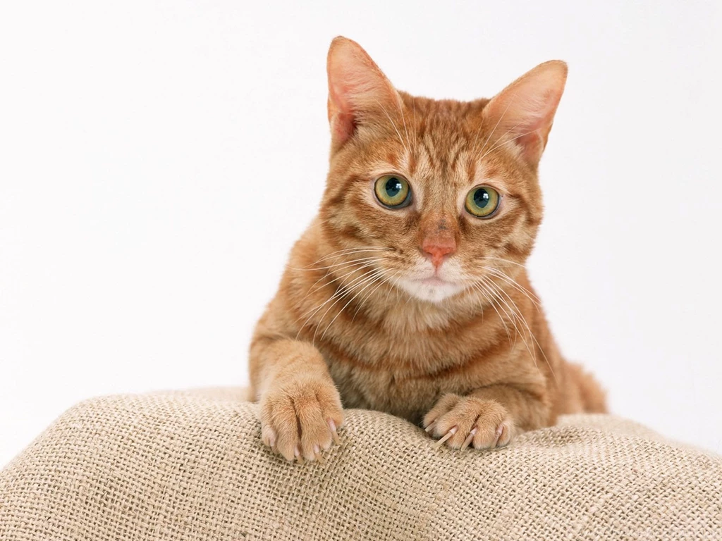 Animals Beautiful Sweet Great Funny Cute Cat Backgrounds Free ...