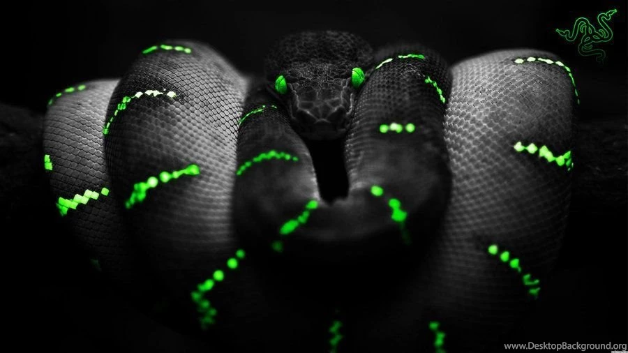 Razer Snake Wallpapers By Tekkensennin On DeviantArt
