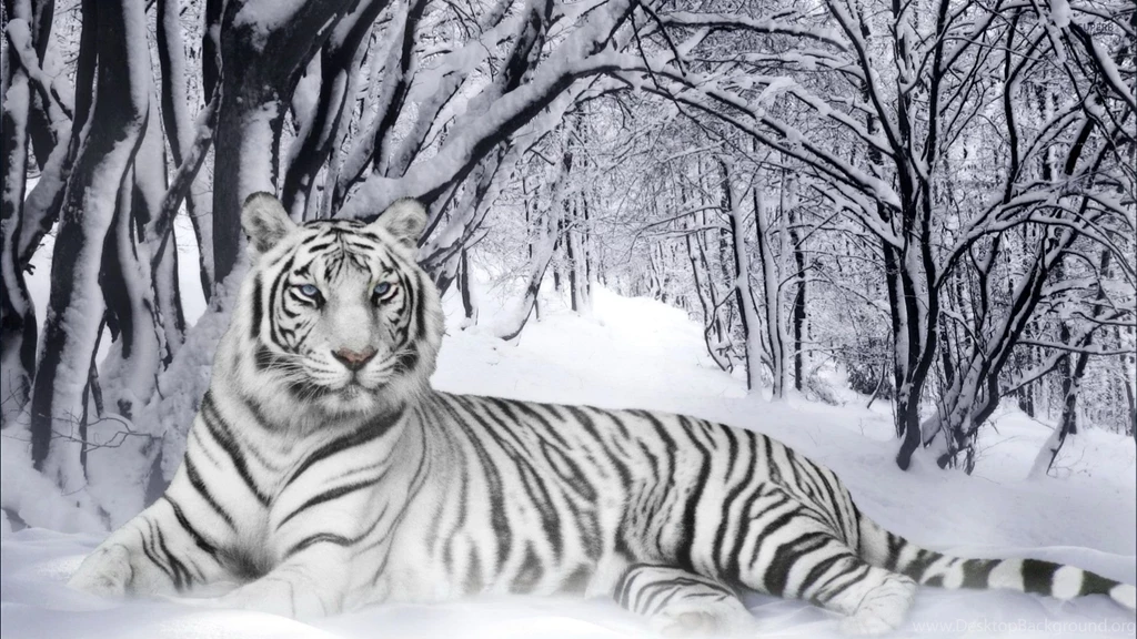 White Tiger Wallpapers Animal Wallpapers