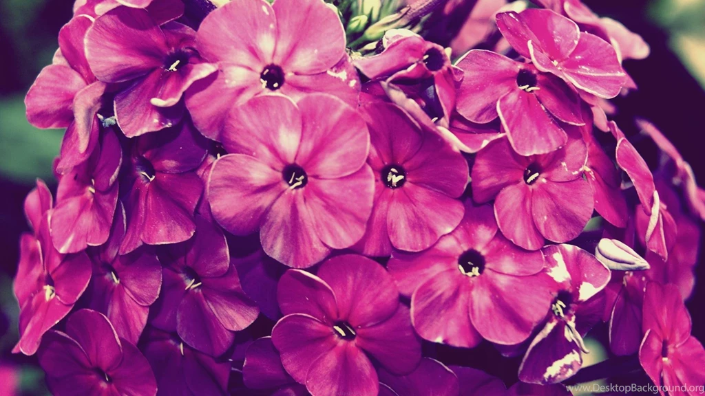 Gallery For Floral Wallpapers Hd