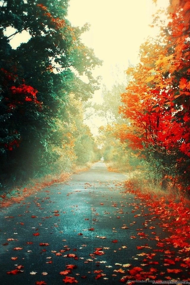 Download Road Into The Fall Wallpapers For iPhone 4