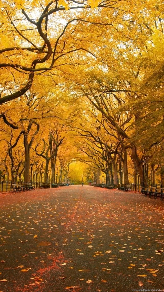 30+ Amazing Collection Of Iphone Wallpapers