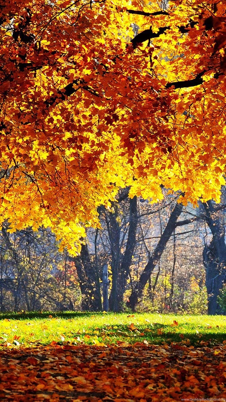 25 Fall iPhone Wallpapers