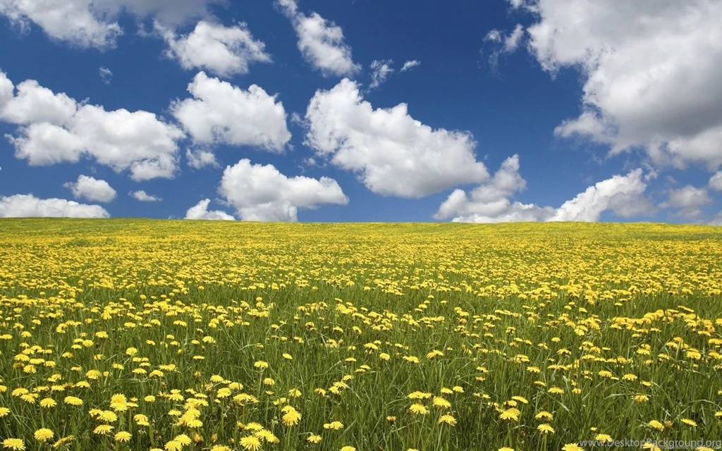 Field Of Flowers HD Wallpapers