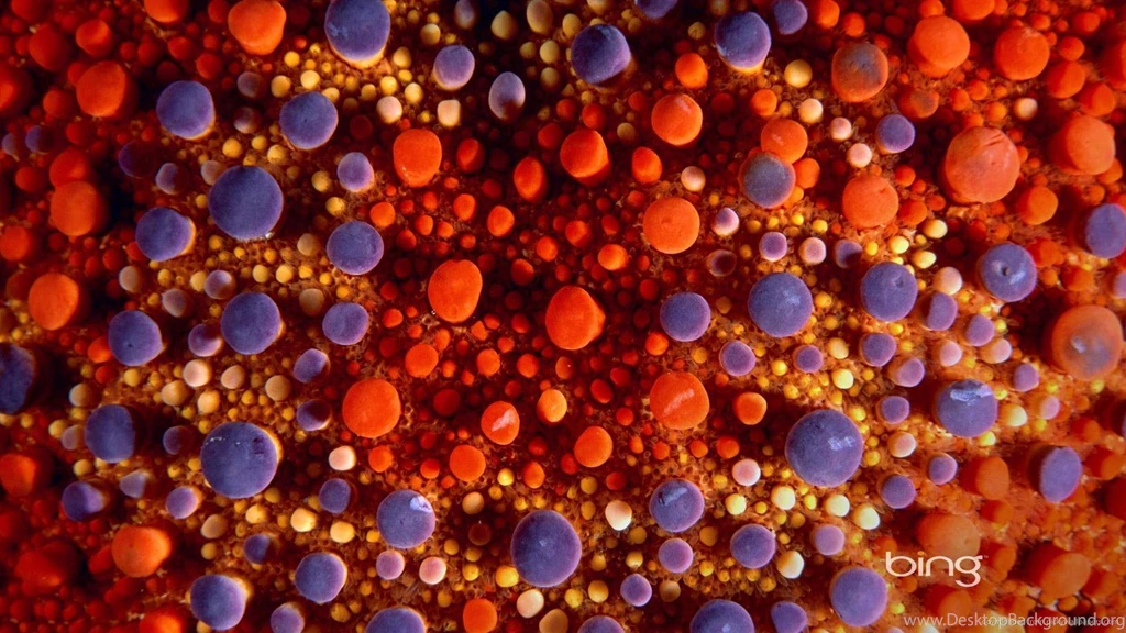 Download 1920x1080 Bing Pebbles Wallpapers