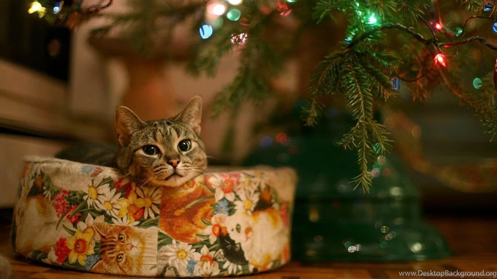 Download 1366x768 Christmas Present Cat Wallpapers
