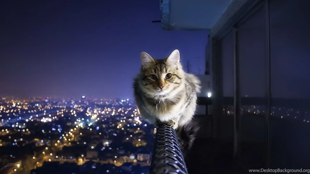 Computer backgrounds cat city 1920x1080.jpg