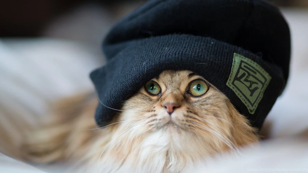 Beanie Cat Computer Wallpapers, Desktop Backgrounds