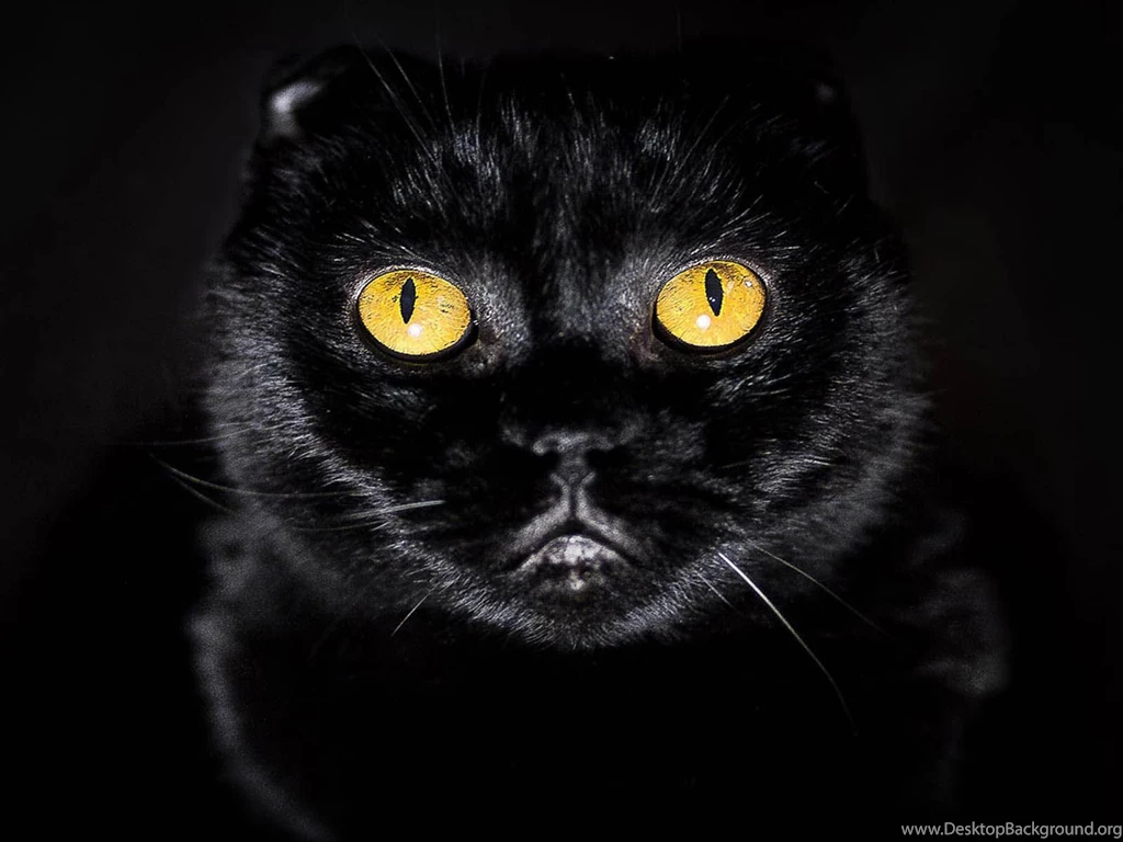 Wallpapers: Yellow Eyes Cat Wallpapers