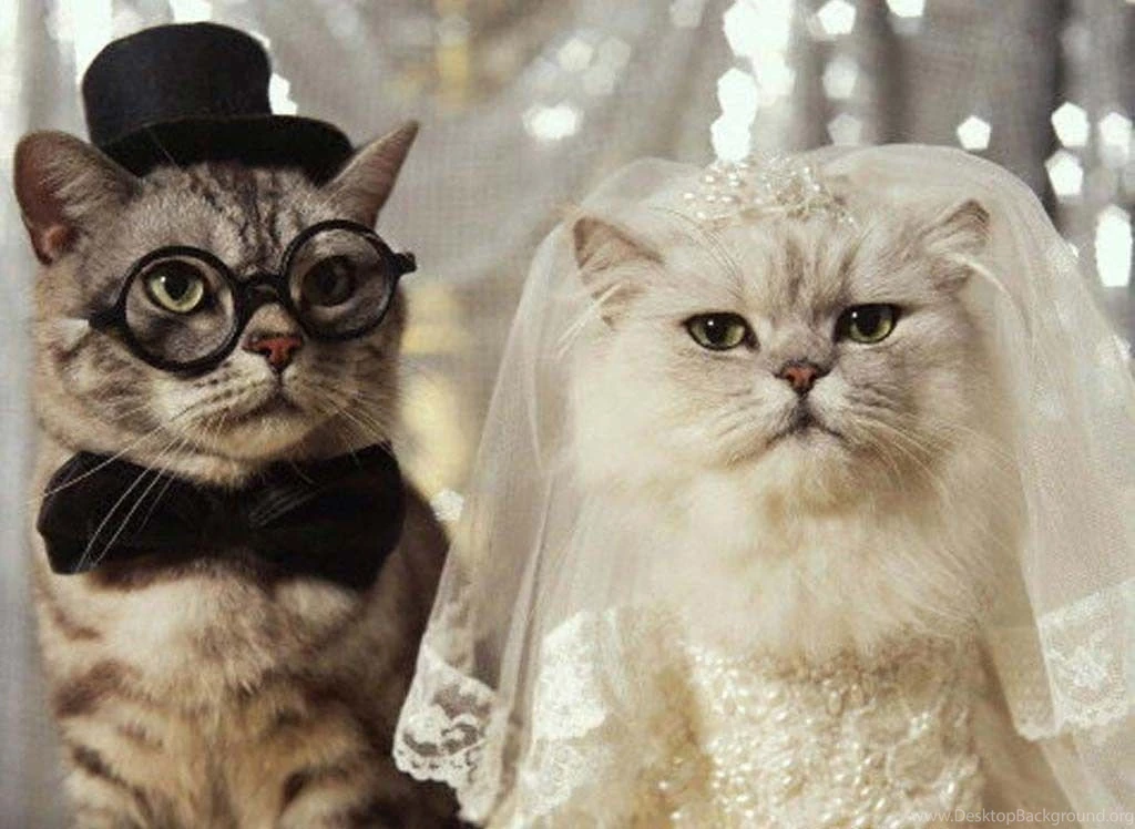 Cat Wallpapers