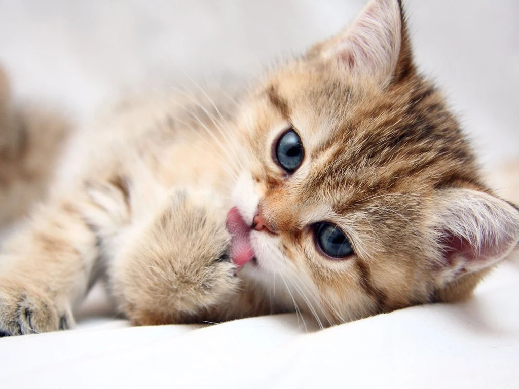 Cute Cat Wallpapers