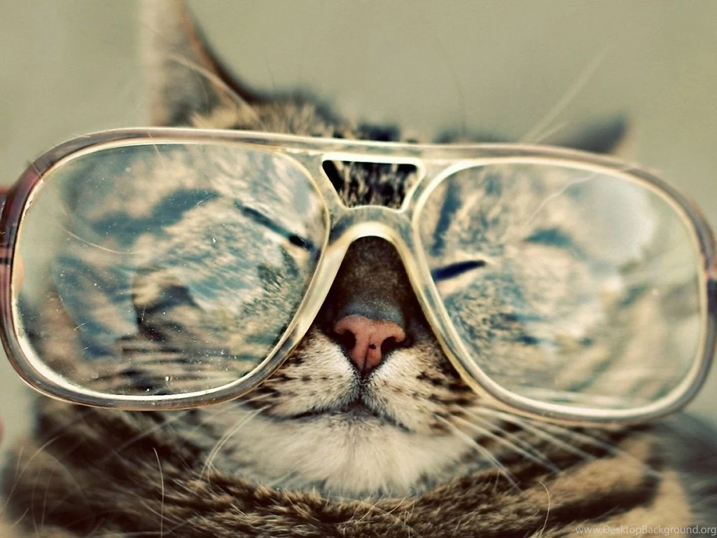 Funny Cat Image