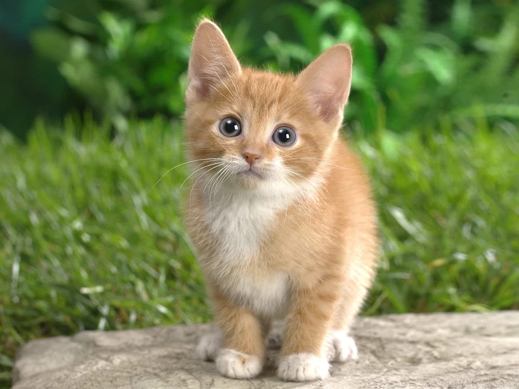 Cat Images Free Desktop Backgrounds