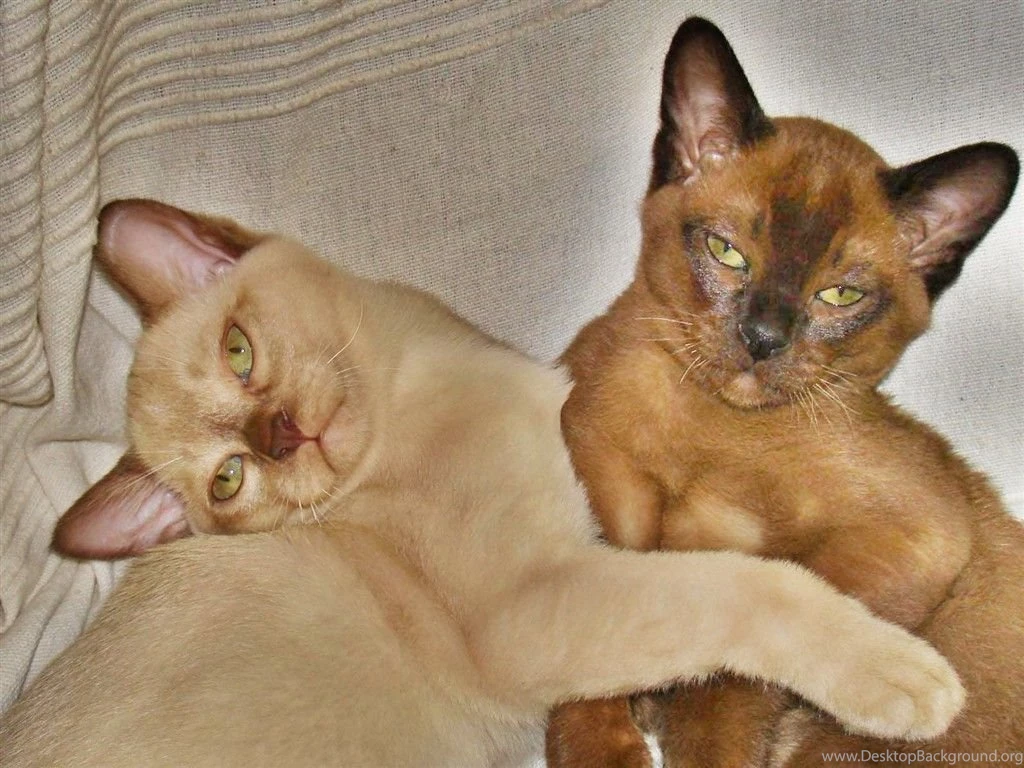 Burmese Cat HD Desktop Wallpapers
