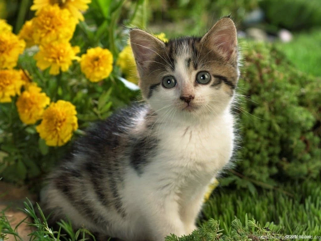 Apnichahat.com: Cats Pictures Images Wallpapers Photos Free ...
