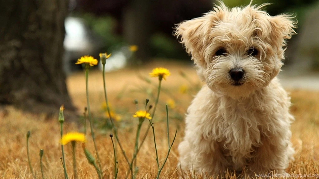 Gallery For Animal Laptop Wallpapers