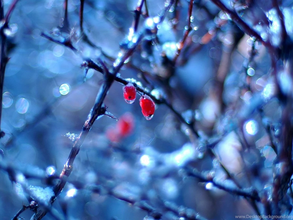 Free Winter Wallpapers 53686