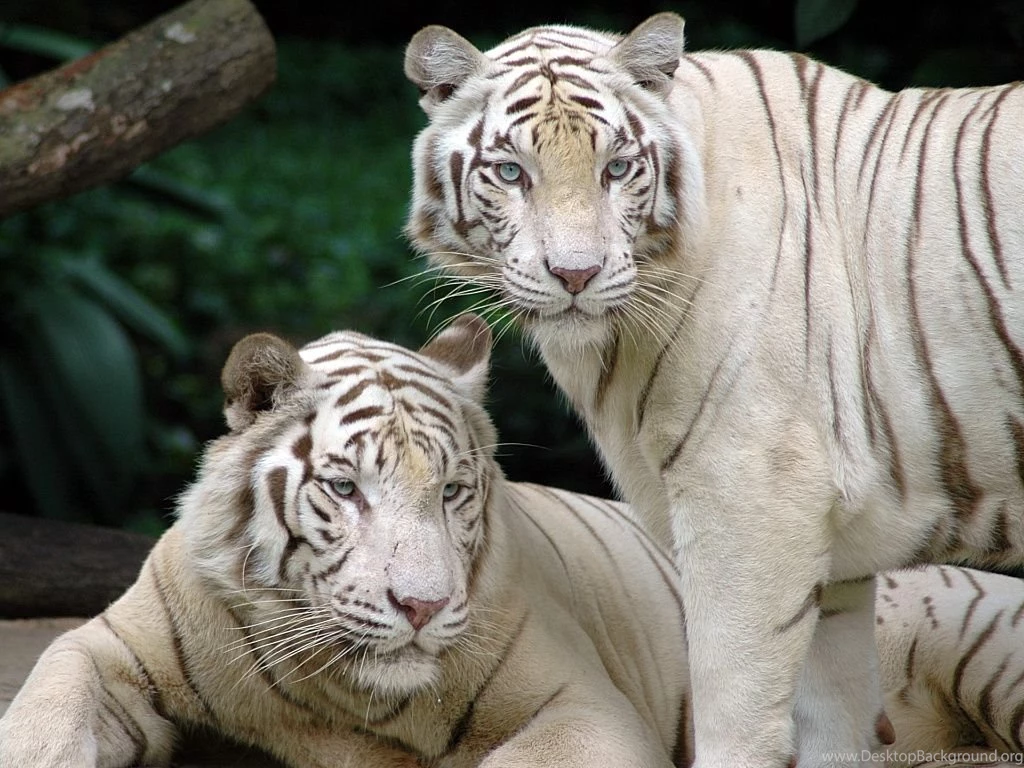 Gallery For   Bengaled Tiger Wallpapers White