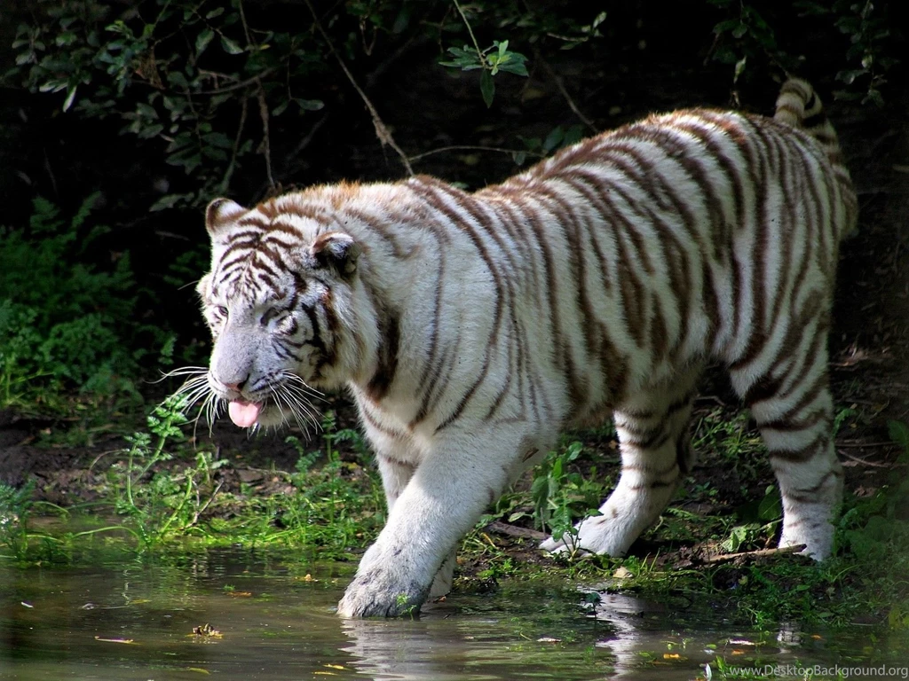 Tigers