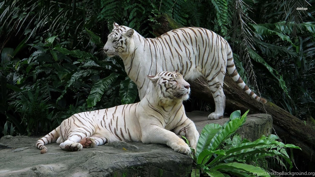 White Tigers Wallpapers Animal Wallpapers