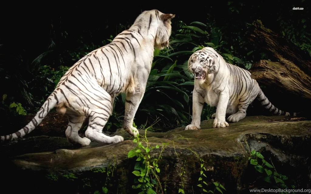 Fighting White Tigers Wallpapers Animal Wallpapers